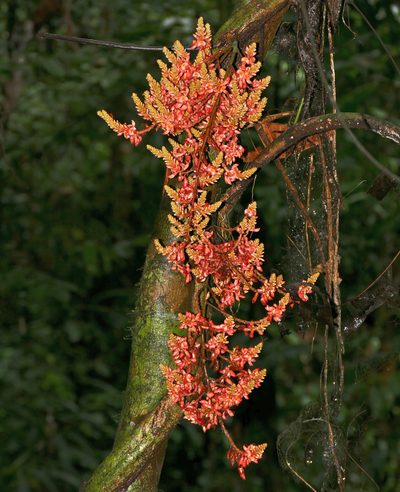 Whitfordiodendron nieuwenhuisii, photographed by Bernard DUPONT