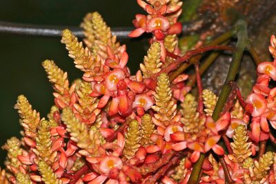 Whitfordiodendron nieuwenhuisii, photographed by Bernard DUPONT