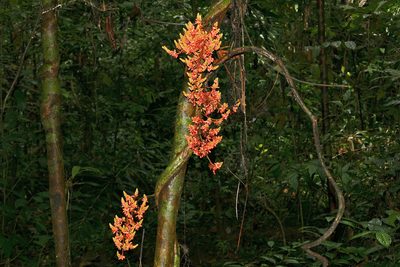 Whitfordiodendron nieuwenhuisii, photographed by Bernard DUPONT
