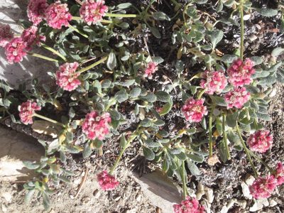Eriogonum gracilipes, photographed by Eric Knight