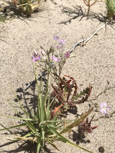 Aliciella heterostyla, photographed by Chris
