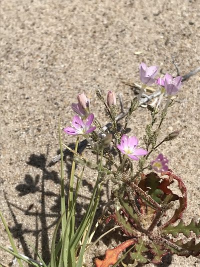 Aliciella heterostyla, photographed by Chris