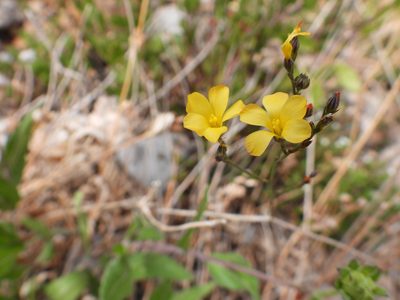 Linum rupestre, photographed by Leticia Jiménez Hernández