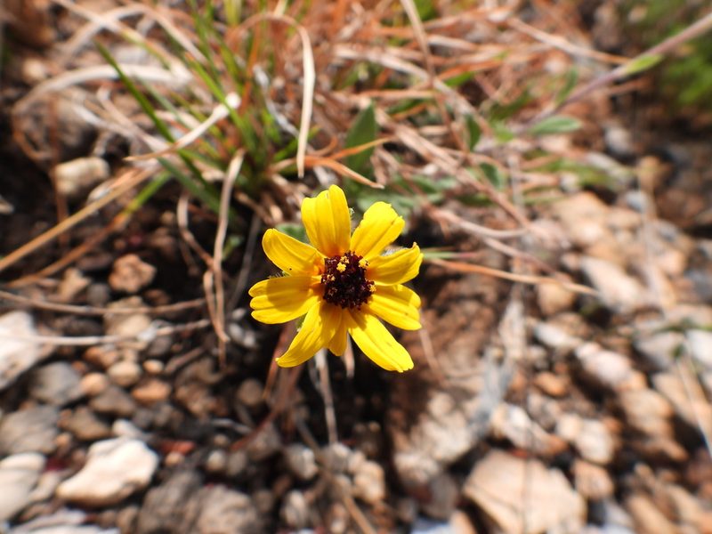 Helianthella mexicana, photographed by Leticia Jiménez Hernández