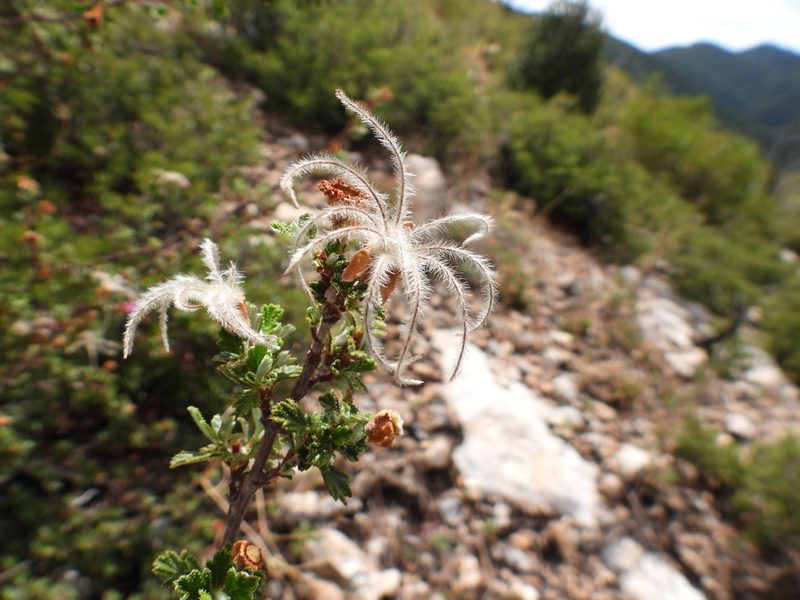 Purshia plicata, photographed by Leticia Jiménez Hernández