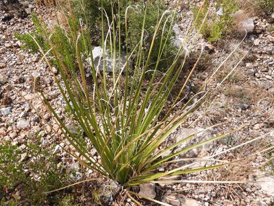 Nolina cespitifera, photographed by Leticia Jiménez Hernández