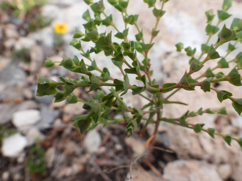 Euphorbia greggii, photographed by Leticia Jiménez Hernández