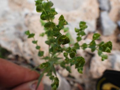 Euphorbia greggii, photographed by Leticia Jiménez Hernández