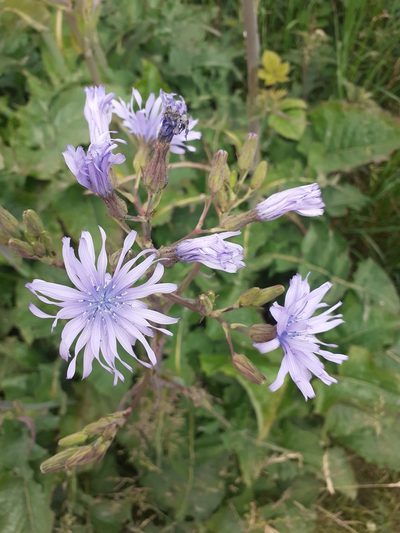 Lactuca plumieri, photographed by Hazza