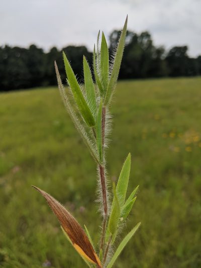 Dichanthelium villosissimum, photographed by Nathan Aaron