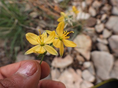Echeandia flavescens, photographed by Leticia Jiménez Hernández