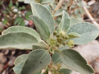 Croton pottsii, photographed by Leticia Jiménez Hernández