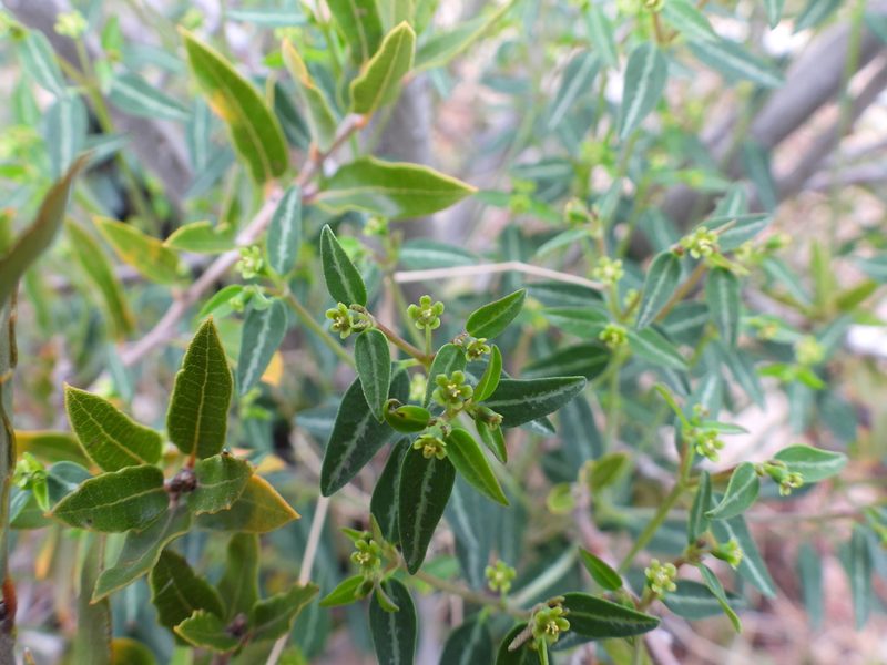 Euphorbia macropus, photographed by Leticia Jiménez Hernández