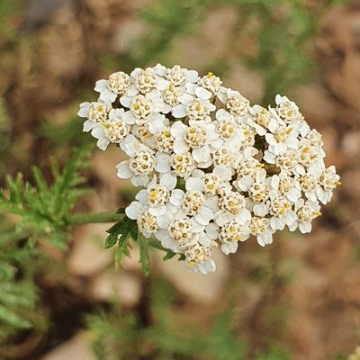 Achillea ligustica, photographed by Mehdi Chetibi