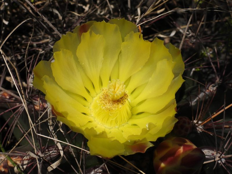 Ferocactus hamatacanthus, photographed by Leticia Jiménez Hernández