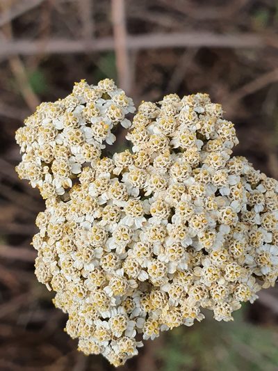 Achillea ligustica, photographed by Mehdi Chetibi