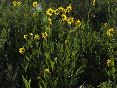Helianthella quinquenervis, photographed by Jim Morefield