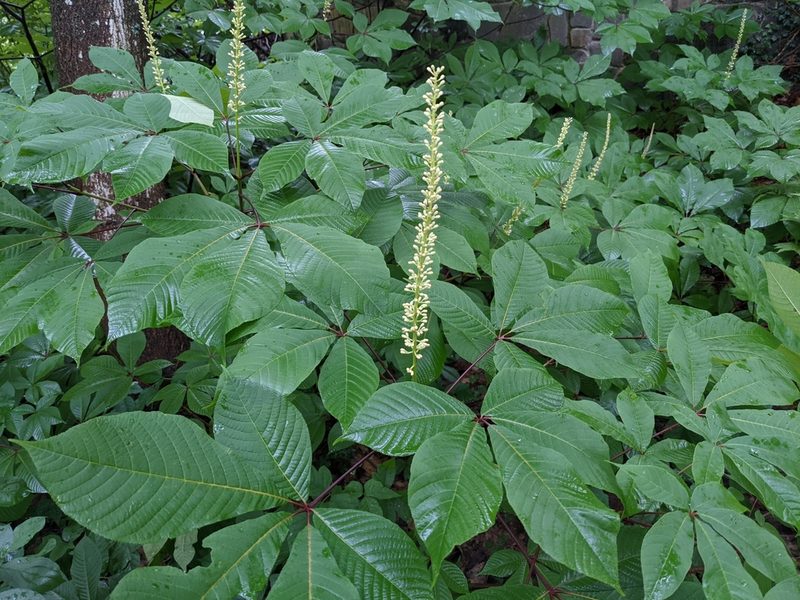 Aesculus parviflora, photographed by Mirko Schoenitz