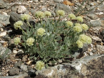 Eriogonum kingii, photographed by Jim Morefield
