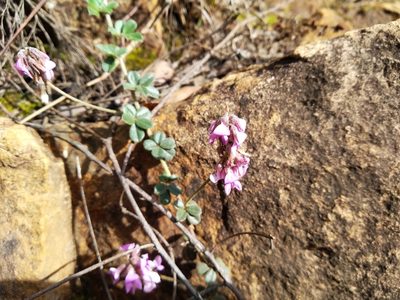 Indigofera mauritanica, photographed by De Waal Hugo