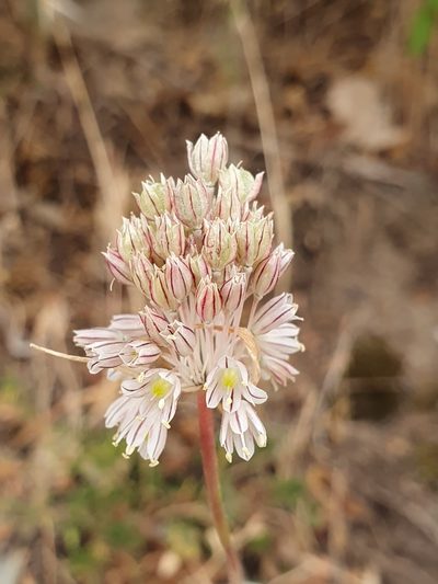 Allium antiatlanticum, photographed by Mehdi Chetibi