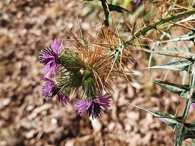 Galactites mutabilis, photographed by Mehdi Chetibi
