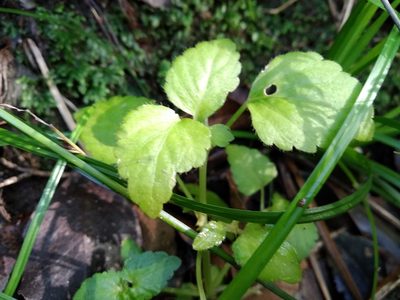 Leidesia procumbens, photographed by De Waal Hugo