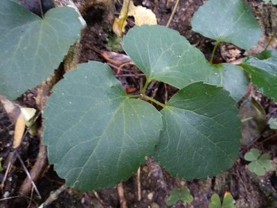 Knowltonia vesicatoria, photographed by De Waal Hugo