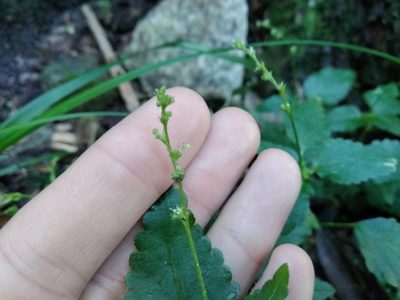 Leidesia procumbens, photographed by De Waal Hugo