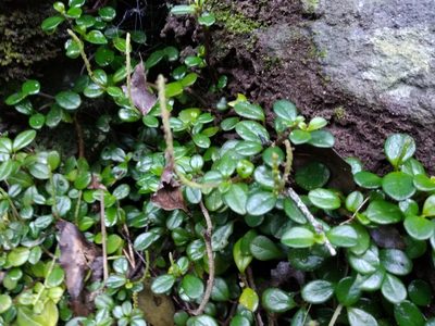 Peperomia retusa, photographed by De Waal Hugo
