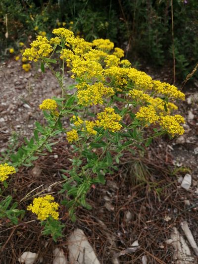 Odontarrhena muralis, photographed by Tatiana Strus