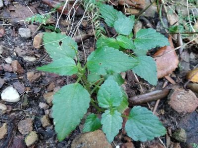 Leidesia procumbens, photographed by De Waal Hugo