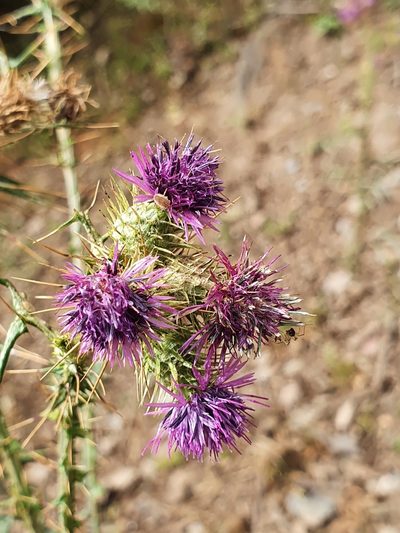 Galactites mutabilis, photographed by Mehdi Chetibi