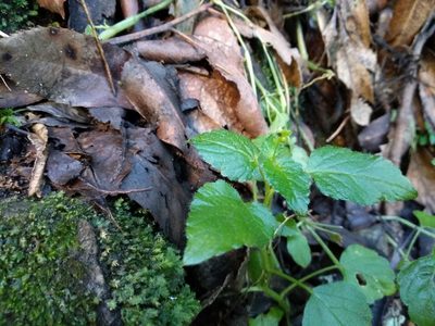 Leidesia procumbens, photographed by De Waal Hugo