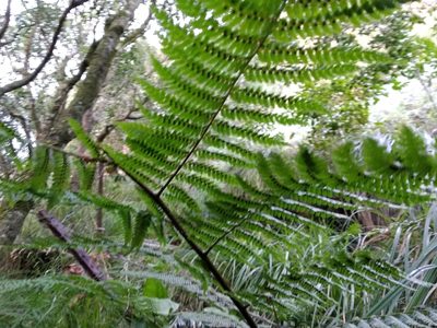Gymnosphaera capensis, photographed by De Waal Hugo