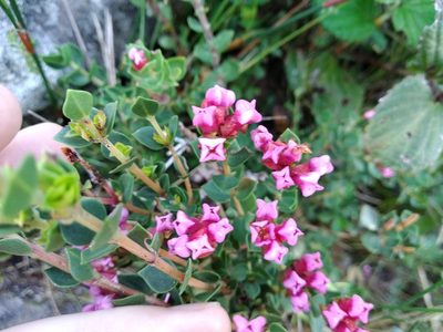 Penaea fucata, photographed by De Waal Hugo