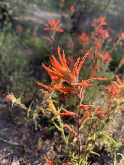 Castilleja disticha, photographed by dbugs