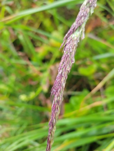 Calamagrostis nutkaensis, photographed by Peter Brastow