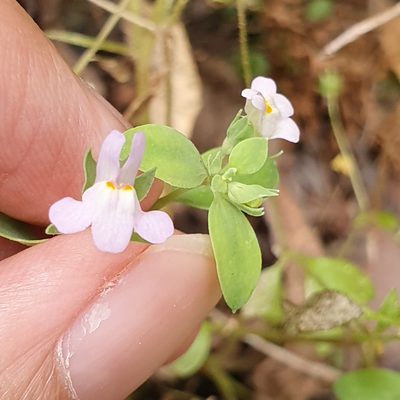 Linaria reflexa, photographed by Mehdi Chetibi