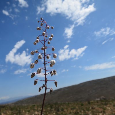 Rhadamanthus ciliatus, photographed by Di Turner