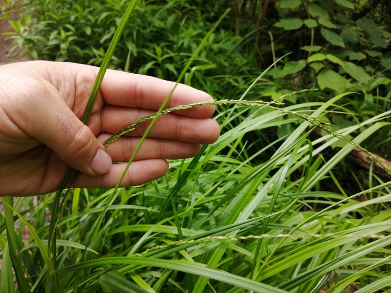 Glyceria melicaria, photographed by agbelliveau