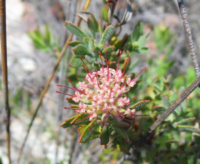 Leucospermum royenifolium, photographed by Di Turner