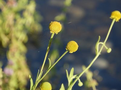 Helenium puberulum, photographed by Mary K. Hanson