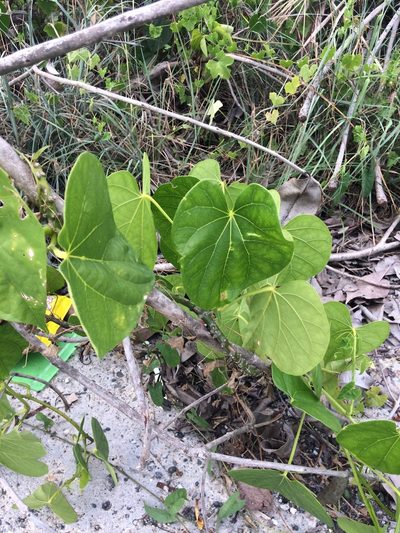 Tinospora crispa, photographed by Greg III Espera
