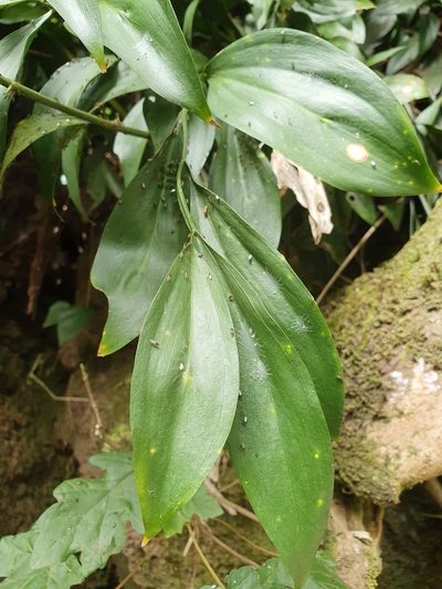 Ruscus hypophyllum, photographed by Mehdi Chetibi