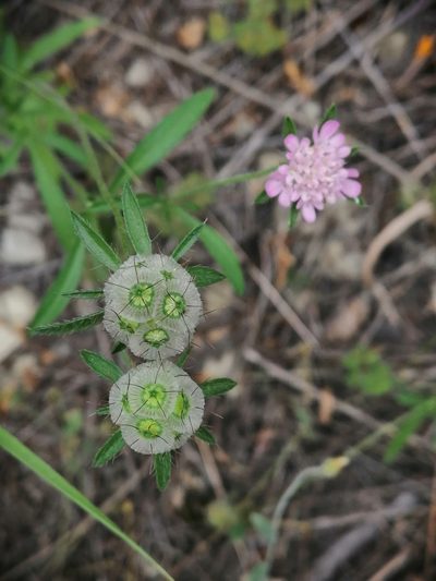 Lomelosia micrantha, photographed by Tatiana Strus