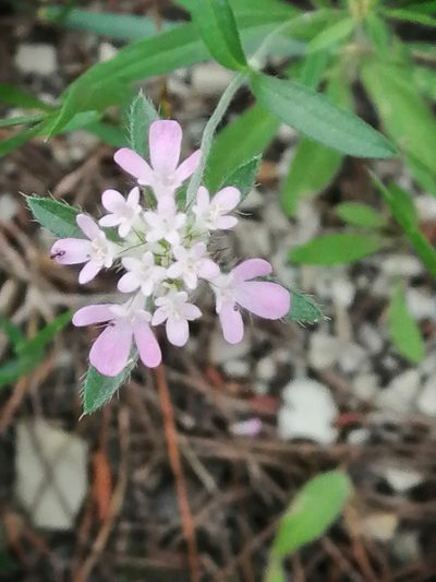 Lomelosia micrantha, photographed by Tatiana Strus