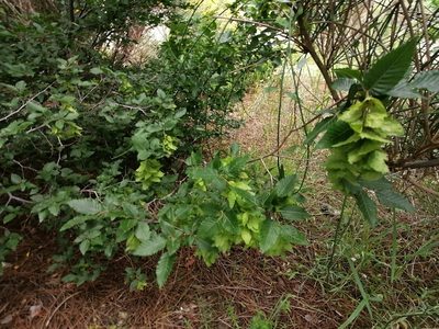 Carpinus orientalis, photographed by Tatiana Strus
