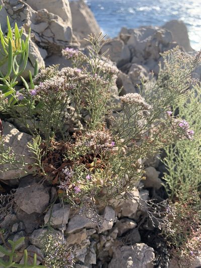 Limonium cordatum, photographed by Guillaume Rischard