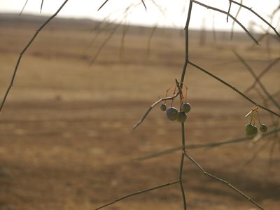Capparis decidua